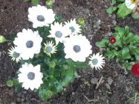 DSCF7495.jpg