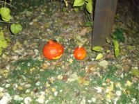 DSCF1647.jpg