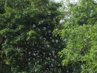 DSCF3226.jpg